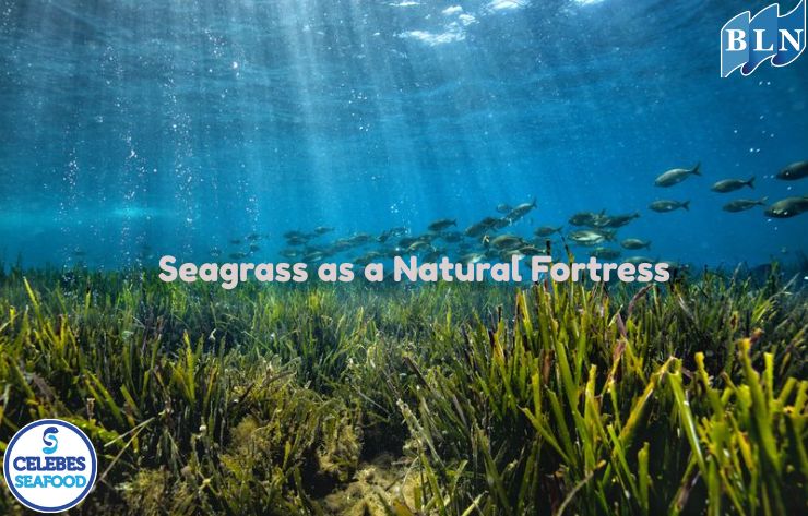 Seagrass as a Natural Fortress: Coastal Protection from Erosion and Waves